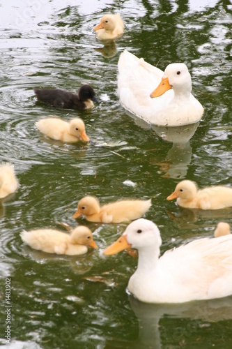 Photo: duck family duck family