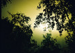 tree shadow