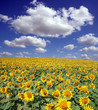nuages et tournesols