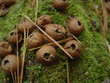 pop goes the mushrooms