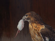 hungry hawk