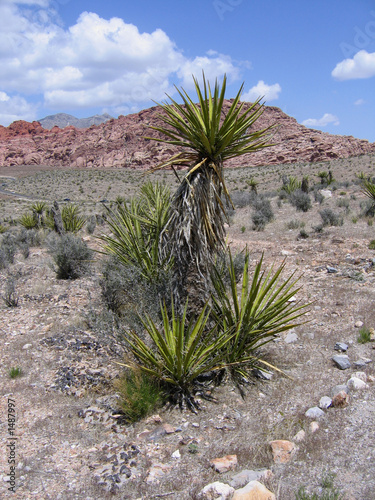 Photo: yucca plant at red rock canyon yucca plant at red rock canyon