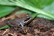 a day in a life of a frog