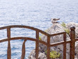 two seagulls on a rock.