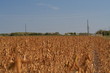 harvest of gold