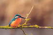 eisvogel eisvogel