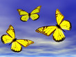butterflies in fight