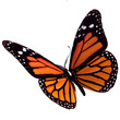 bullterfly