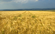 champ de céréale