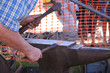 blacksmith 4