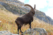 bouquetin4