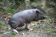 hängebauchschwein