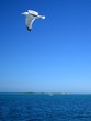 mouette