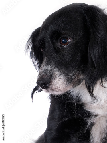 Photo: dog dog