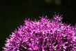 allium giganteum bloom