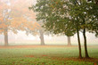 autumn mist
