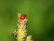 ladybird on a cone