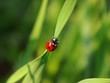 ladybird on a blade