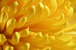 yellow flower