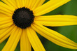yellow flower