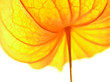 orange flower
