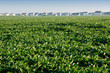 Photo en ligne au meilleur prix urban sprawl
