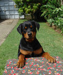 rottweiler puppy rottweiler puppy