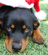 rottweiler puppy santa rottweiler puppy santa