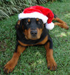 rottweiler santa rottweiler santa