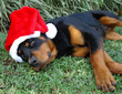 rottweiler santa down rottweiler santa down