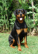 rottweiler sitting rottweiler sitting