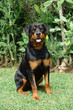 rottweiler sitting rottweiler sitting