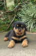 rottweiler puppy down rottweiler puppy down