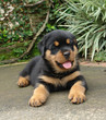 rottweiler puppy down rottweiler puppy down