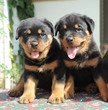 two rottweiler puppies two rottweiler puppies