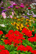 blooming garden