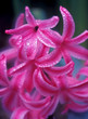 dewey hyacinth