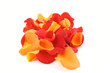 red and orange rose petals