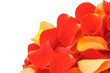 red and orange rose petals