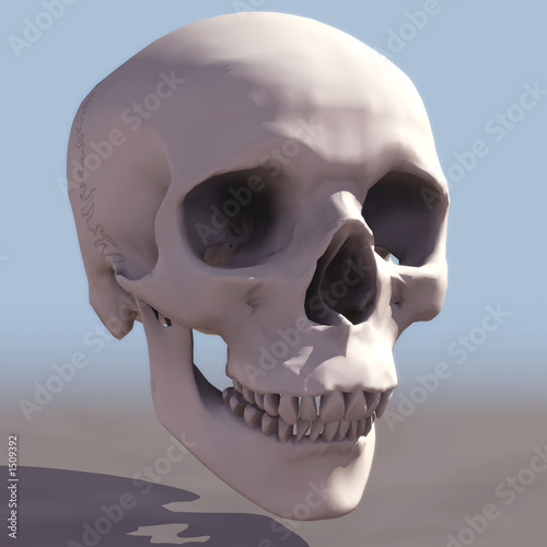 Illustration: skull skull