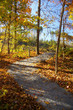 autumn lane
