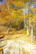 autumn lane