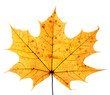 maple leaf