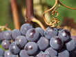 ripe grapes