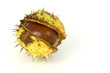 conker