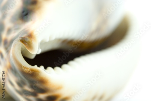 seashell seashell