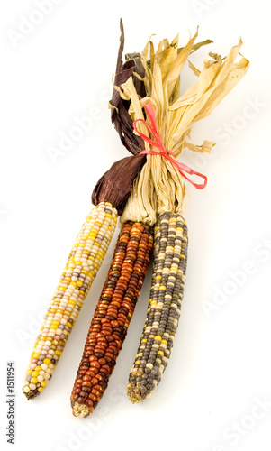 indian corn