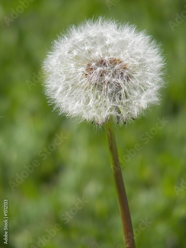Photo: lost wishes lost wishes