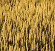 cornfield