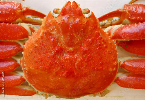 japanese red spider crab